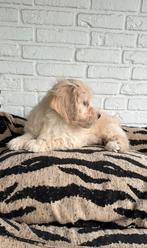 Maltipoo pups, maltezer x toy poedel, blond, Dieren en Toebehoren, Honden | Chihuahua's en Gezelschapshonden, Parvo, Nederland