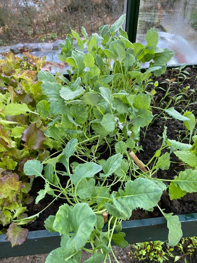 Broccoli zaailingen, Ophalen of Verzenden, Eenjarig, Overige soorten, Volle zon