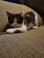 Kittens, Meerdere dieren