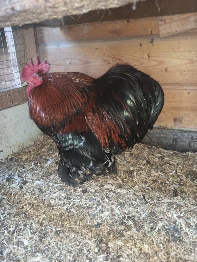 Gratis Cochin porselein kriel haan, Mannelijk, Kip