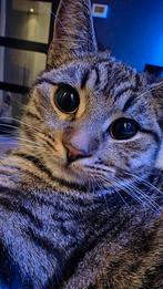 Kat 2.5 jaar, vrouwtje, Dieren en Toebehoren, Poes, Kortharig, 3 tot 5 jaar