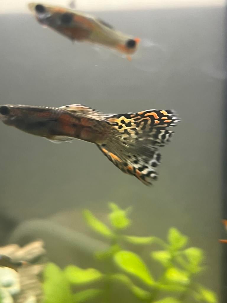 Guppy’s gezocht, Vis