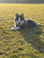 Pomsky pup 5 maanden, Parvo, 15 weken tot 1 jaar, Reu, Eén hond