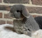 Prachtige Minilop konijntjes -> eventueel met stamboom, Dieren en Toebehoren, Konijnen, Meerdere dieren, Dwerg, Hangoor, 0 tot 2 jaar