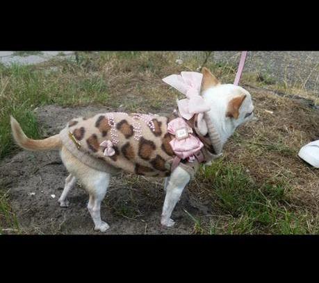 For pets only honden truitje jasje chihuahua, Ophalen of Verzenden, Zo goed als nieuw, Hondenjas