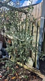 Olijf boom, Ophalen, Minder dan 100 cm, Overige soorten, Zomer