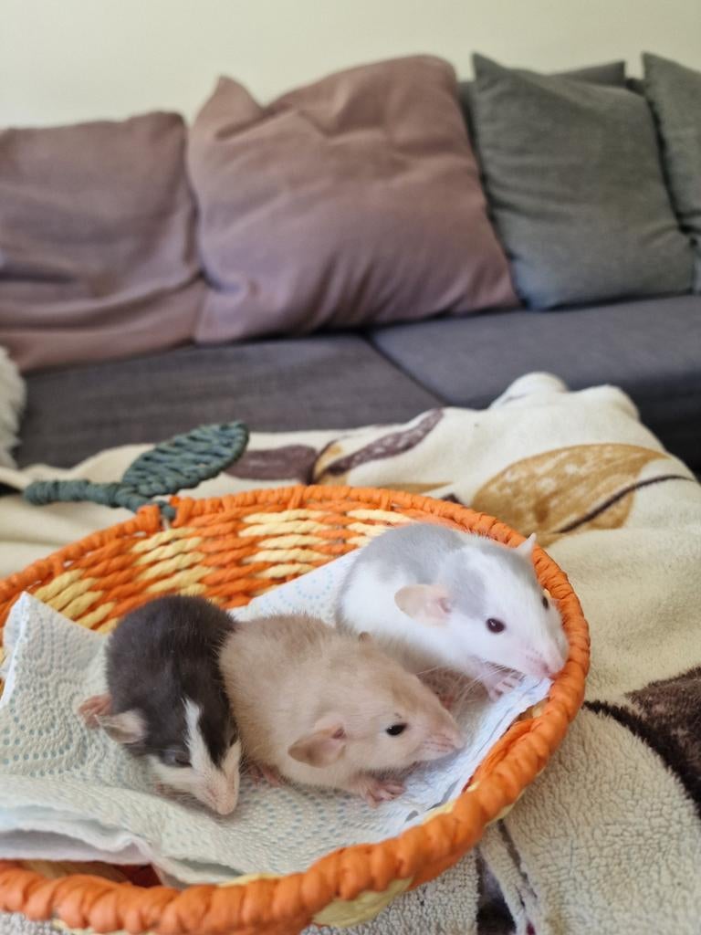 Ratten/rats, Maart, Meerdere dieren, Rat