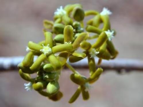 Caudex plant Fockea Multiflora herkomst Zimbabwe Pot15cm, Huis en Inrichting, Kamerplanten, Overige soorten, Ophalen of Verzenden