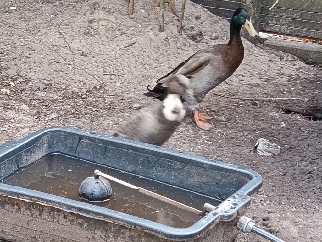 Broedeieren loopeend, Dieren en Toebehoren, Geslacht onbekend, Eend