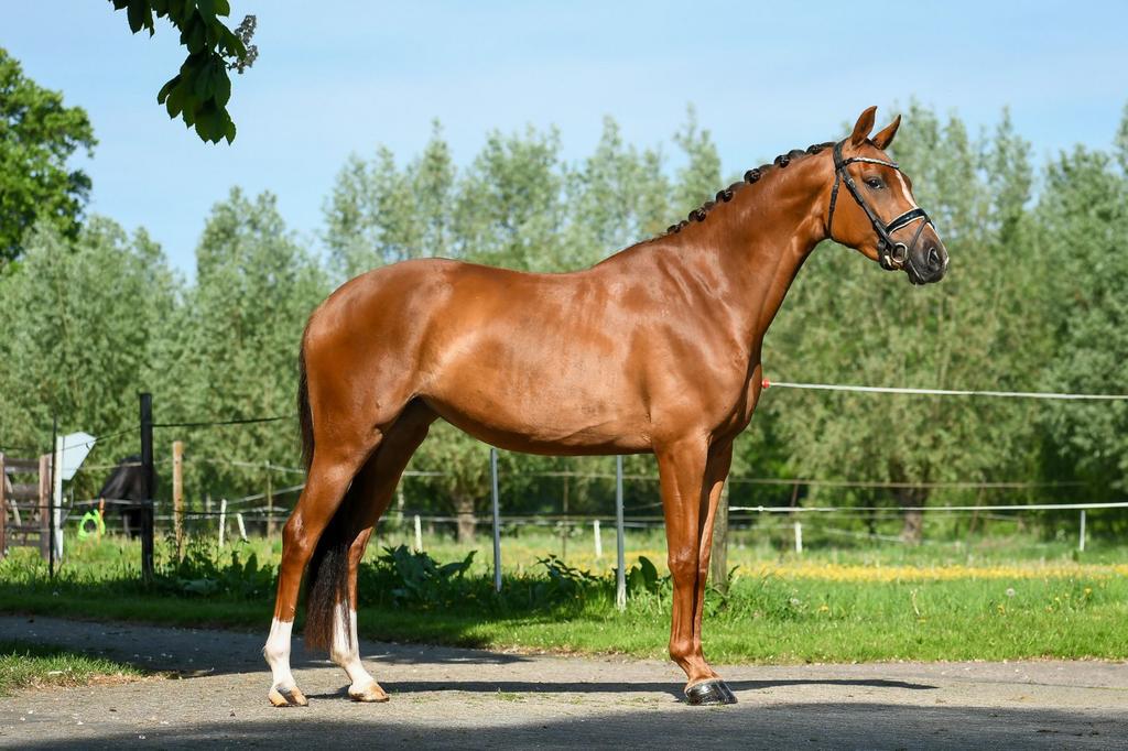 5 jarige merrie met veel potentie, Dieren en Toebehoren, Paarden, Merrie, Dressuurpaard, Ontwormd