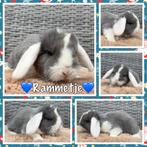 Lieve & mooie raszuivere jonge Franse Hangoor konijntjes, Meerdere dieren, Groot, Hangoor, 0 tot 2 jaar