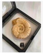 Ammoniet Marokko 5,5 x 5 cm in folie bescherm doos, Ophalen of Verzenden, Fossiel