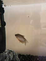 Aquarium plus Diamant gourami en 4 neon tetras, Vis