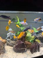 Malawi cicliden, Dieren en Toebehoren, Vissen | Aquariumvissen