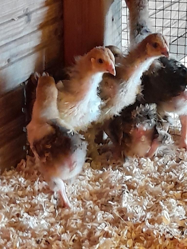 Brahma kuikens, Dieren en Toebehoren, Pluimvee, Geslacht onbekend, Kip