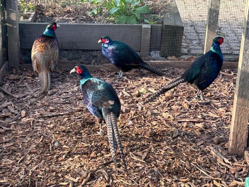 Fazanten, Dieren en Toebehoren, Pluimvee, Meerdere dieren, Overige soorten