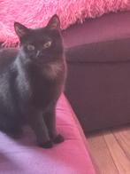 Te koop poes, Dieren en Toebehoren, Poes, Kortharig, 0 tot 2 jaar