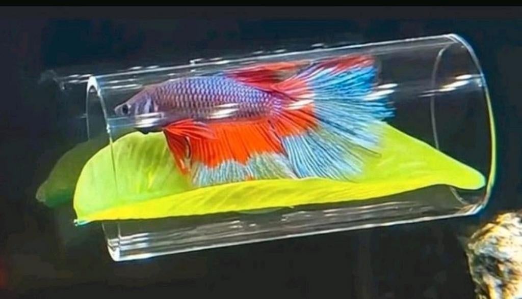 Schuil/rustbuis, Dieren en Toebehoren, Vissen | Aquaria en Toebehoren, Ophalen of Verzenden, Nieuw, Decoratie