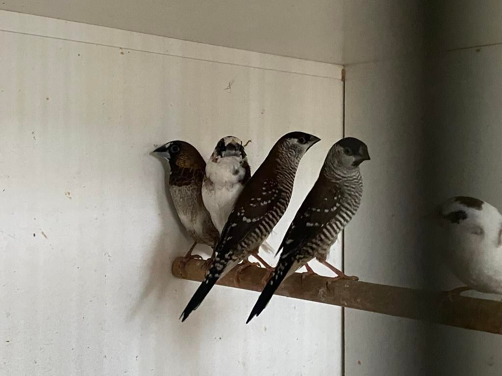 Ceresamadine, Dieren en Toebehoren, Mannelijk