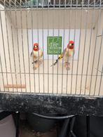 Majoor putters XL formaat mannen, Dieren en Toebehoren, Meerdere dieren, Wildzangvogel, Geringd