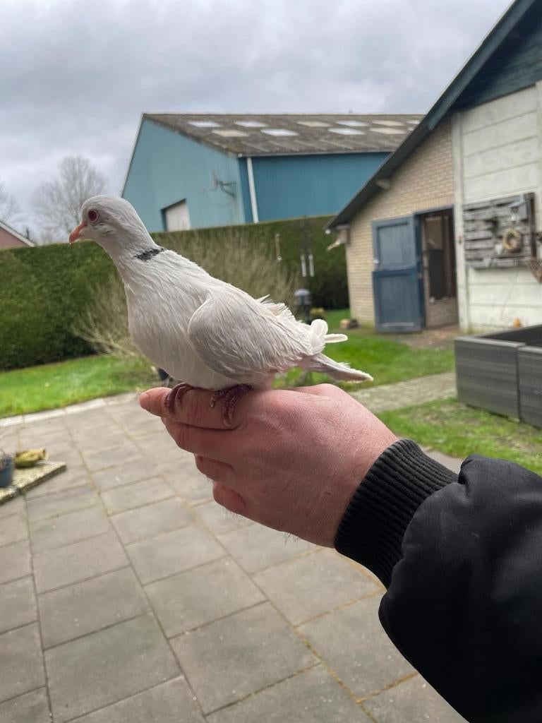 Te koop zijdeveer(silky)lachduif.tortelduif,tortel., Mannelijk