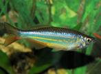 Giant Danio - Devario Aequipinnatus - Koidream Valburg