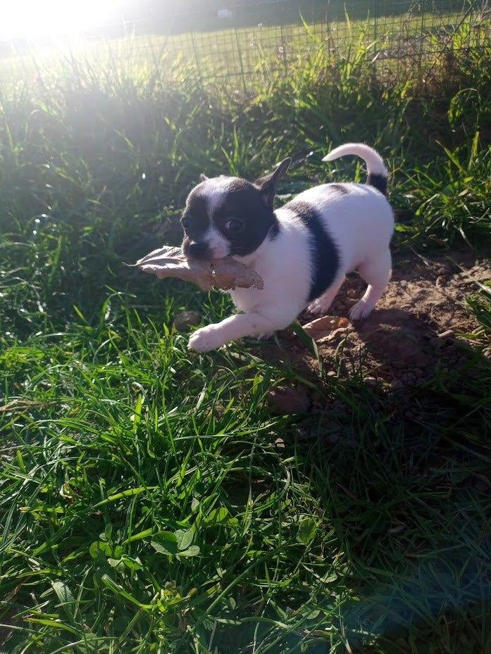 Chihuahua Puppie teefje medisch vollédig getest!, België, Particulier, 8 tot 15 weken, Teef