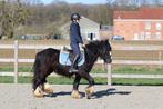 Breedgebouwde irish cob, Merrie, Minder dan 160 cm, Zadelmak, Gechipt