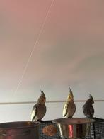 Baby Valkparkieten, Meerdere dieren, Parkiet