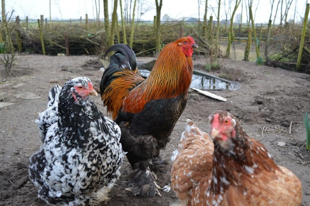Verse broedeieren van grote Brahma (grootsoort), Meerdere dieren, Kip