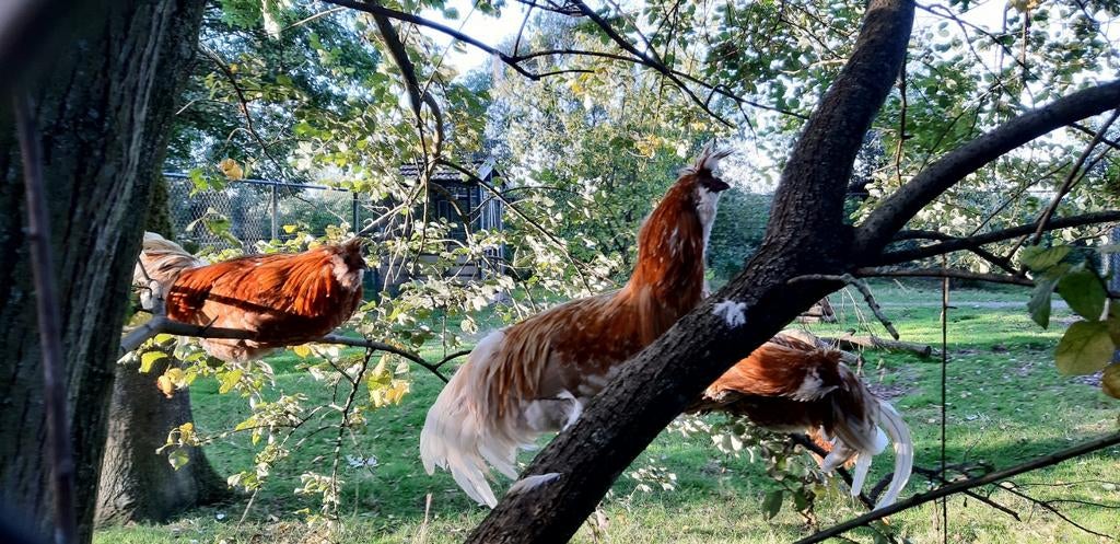Broedeieren van Oud-Hollandse rassen, Geslacht onbekend, Kip