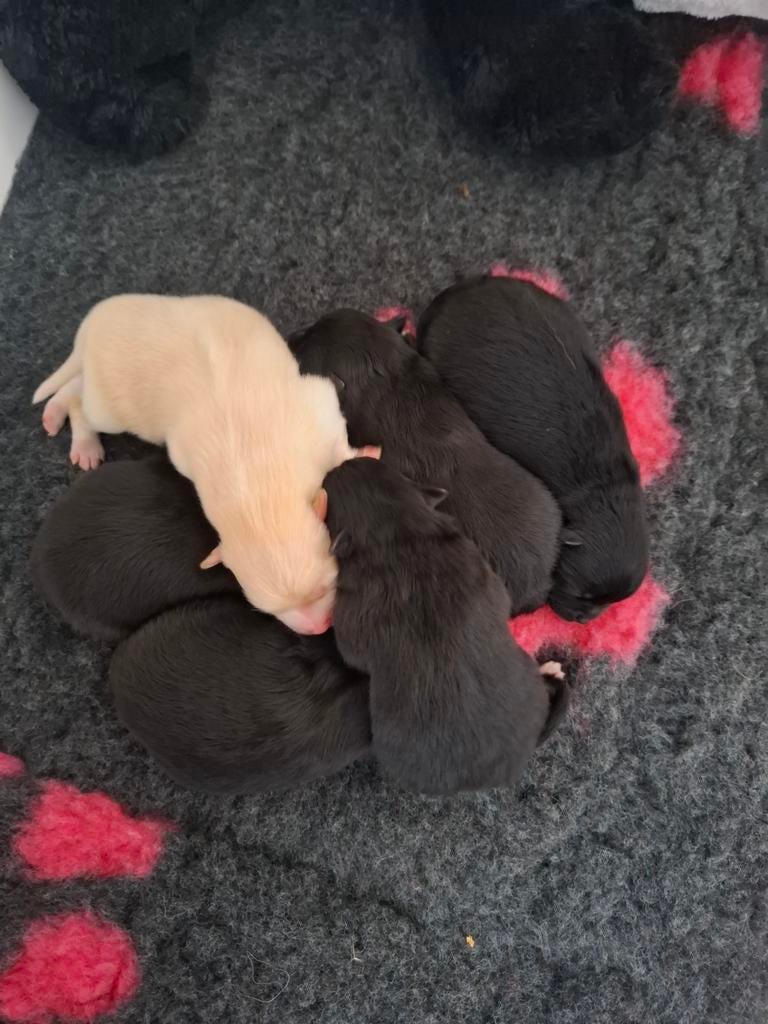 pomeriaan/dwergkees pups nog 2 reutjes, Dieren en Toebehoren, Parvo, Keeshond, Reu, 8 tot 15 weken