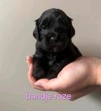 Labradoodle pups kleine medium zwart met wit, Dieren en Toebehoren, Overige rassen, 8 tot 15 weken, Teef, Eén hond