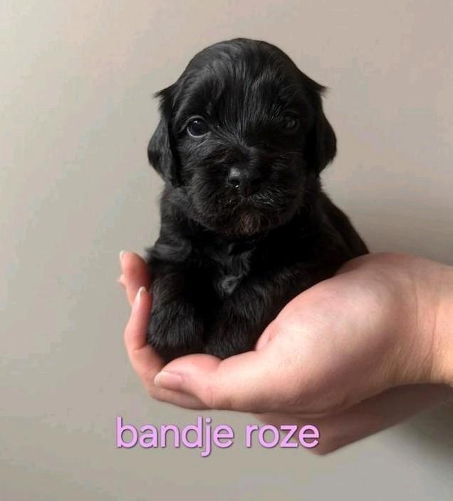 Labradoodle pups kleine medium zwart met wit, Dieren en Toebehoren, Honden | Chihuahua's en Gezelschapshonden, Teef, Overige rassen