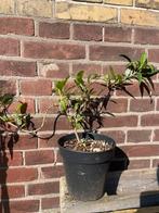 Vlinderstruik -, Tuin en Terras, Planten | Tuinplanten, Volle zon, Vaste plant, Zomer, Ophalen