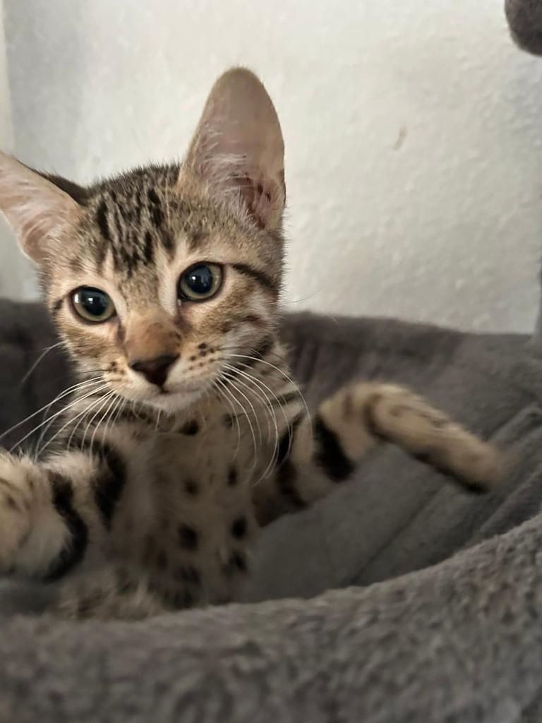 Nog 1 lieve kater beschikbaar🤎, Poes, Gechipt, 0 tot 2 jaar