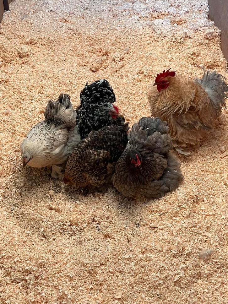 Broedeieren cochin!, Dieren en Toebehoren, Pluimvee, Kip, Meerdere dieren