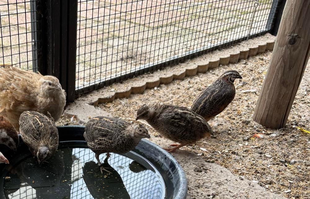 4 harlekijn kwartels, Meerdere dieren, Overige soorten