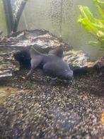 Leuke sluierstaart, Vis