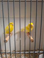 Waterslagers, Dieren en Toebehoren, Meerdere dieren, Postuurkanarie