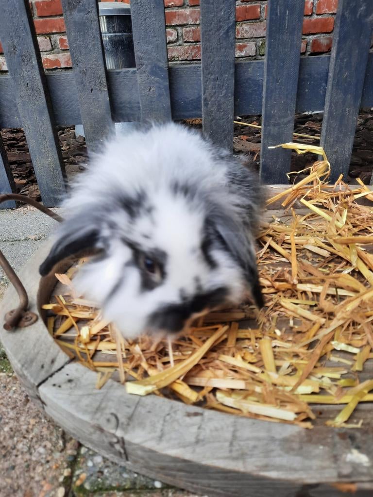Hangoor konijntje, Dieren en Toebehoren, Vrouwelijk, Klein, Hangoor, 0 tot 2 jaar