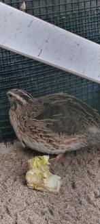 Vogel,haantje, kwartel gratis, Dieren en Toebehoren, Ophalen, Zo goed als nieuw, Speelgoed