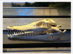 Mooie Siamese Krokodil Schedel, vitrine kast cites aanwezig, Ophalen of Verzenden, Nieuw, Reptiel of Amfibie, Schedel