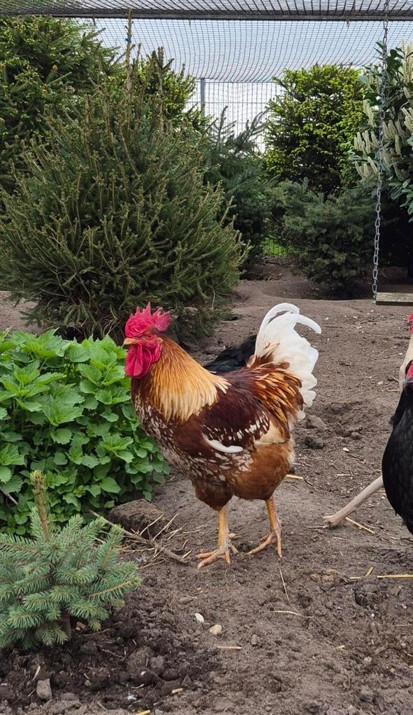 Gratis af te halen - haan, Mannelijk, Kip