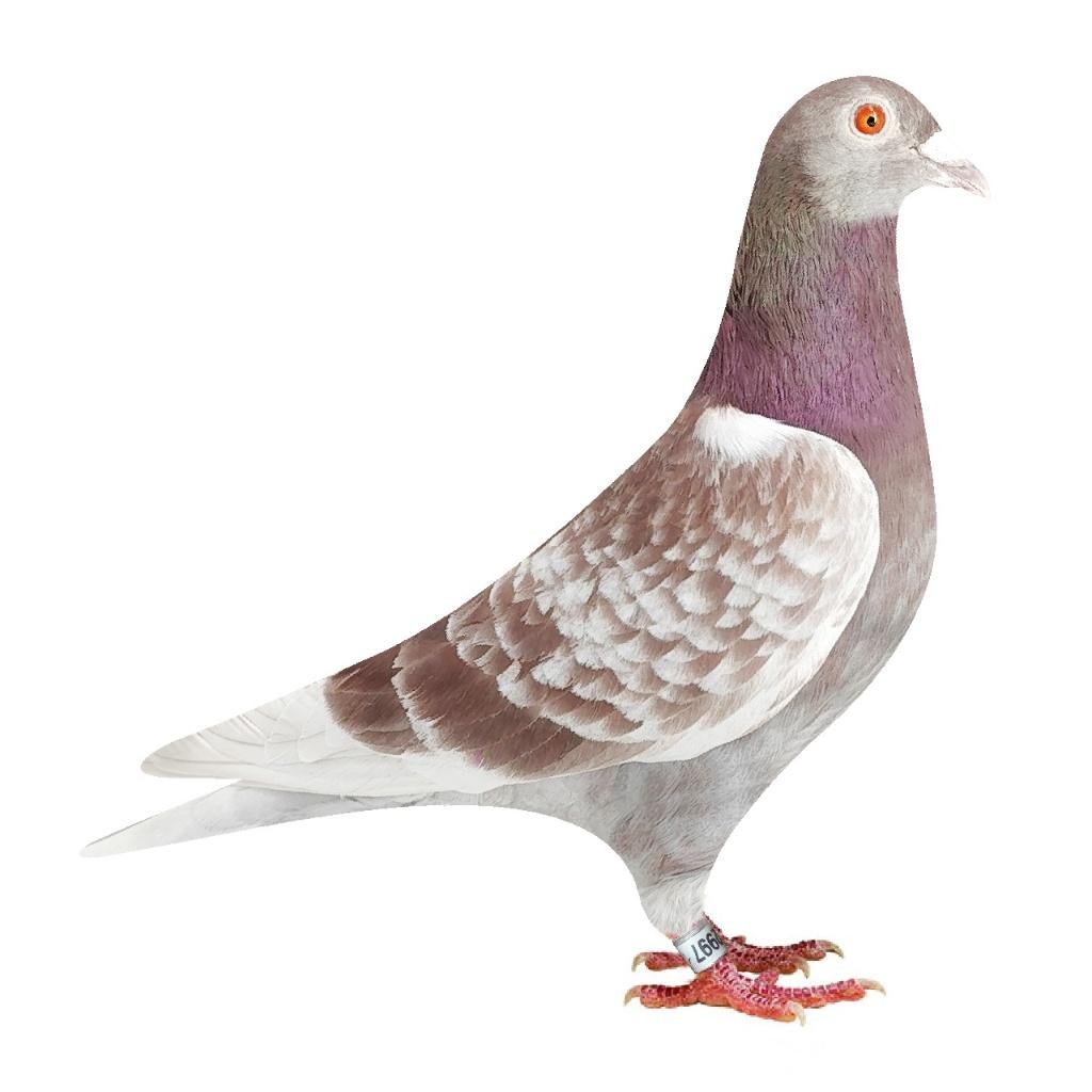 Descheemaecker B 25 6002997 Gebr.Janssen Doffer, Dieren en Toebehoren, Mannelijk, Postduif