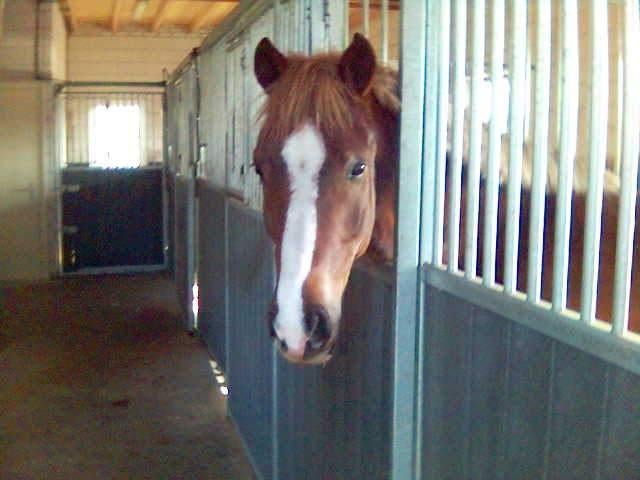 stalling / weidegang aan de rand  in Hengelo, Weidegang, 1 paard of pony