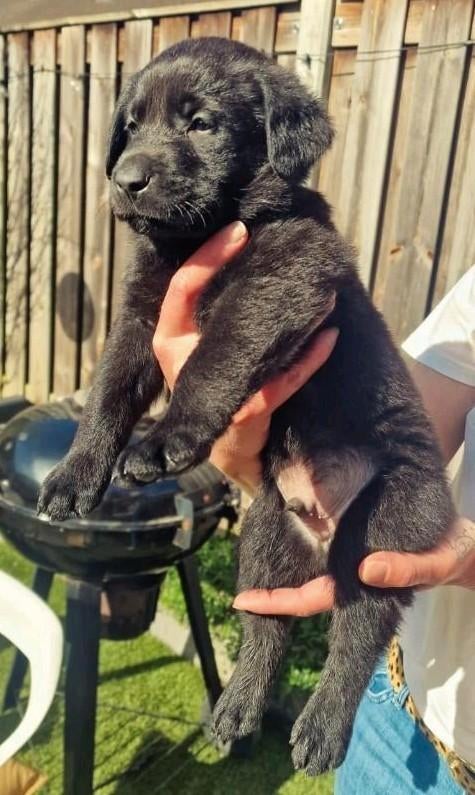 Labrador weimaraner / Labrador kroatische herder pups puppie, Overige rassen, 8 tot 15 weken, Meerdere, Meerdere dieren