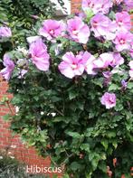 Hibiscus, Ophalen, Overige soorten, Struik, Minder dan 100 cm
