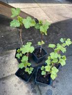 Jostabes kruising kruisbes zwarte bes Ribes x nidigrolaria, Ophalen, Minder dan 100 cm, Lente, Overige soorten