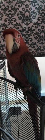 tamme groenvleugel ara pop, Vrouwelijk, Papegaai